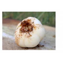 【共发2斤】甘肃特产兰州农家自产食用纯生甜新鲜百合